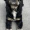 Charlie C 26072