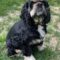 Charlie C 26072