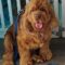 Sandy A 26081