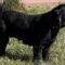 Ebony M 26078