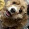 Cookie C 26088