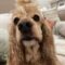 Lord  Bergdorf Woofington 26096 “Woofy”