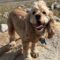 Lord  Bergdorf Woofington 26096 “Woofy”