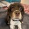 Olive C 26108